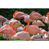 Flamingo Baskılı Halı